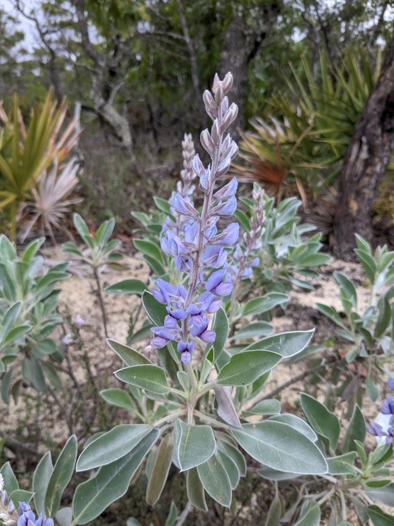 Gulf Coast Lupine
