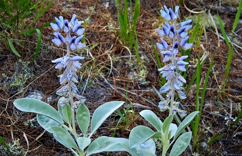 Gulf Coast Lupine photo 2