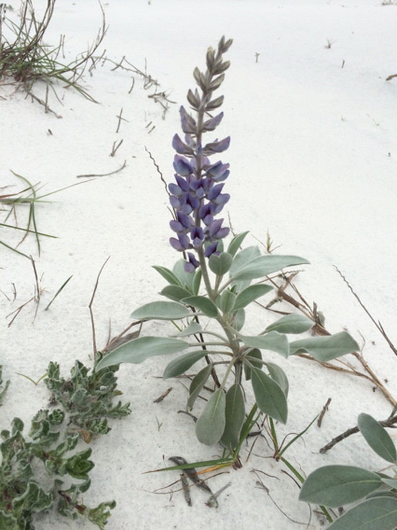 Gulf Coast Lupine photo 3