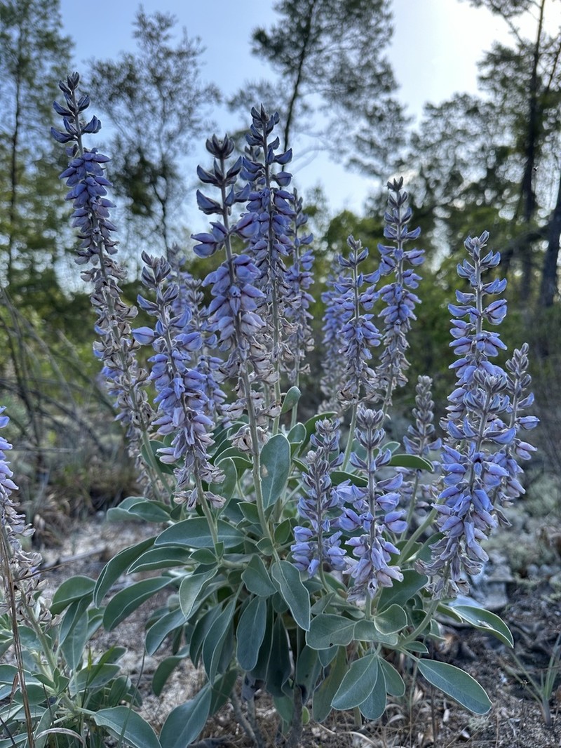 Gulf Coast Lupine photo 4