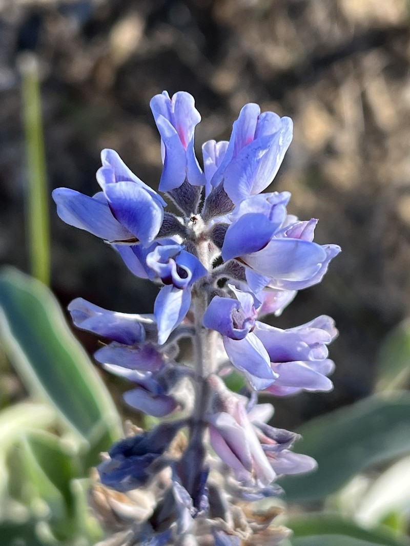 Gulf Coast Lupine photo 5