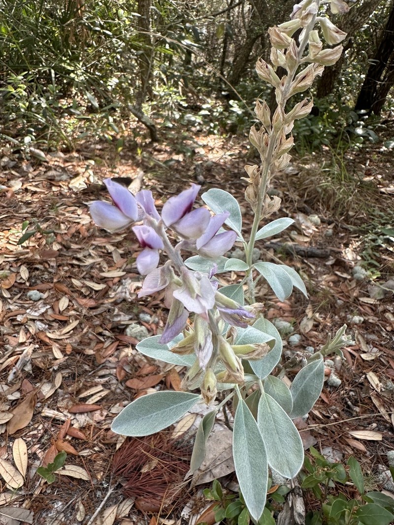 Gulf Coast Lupine photo 6