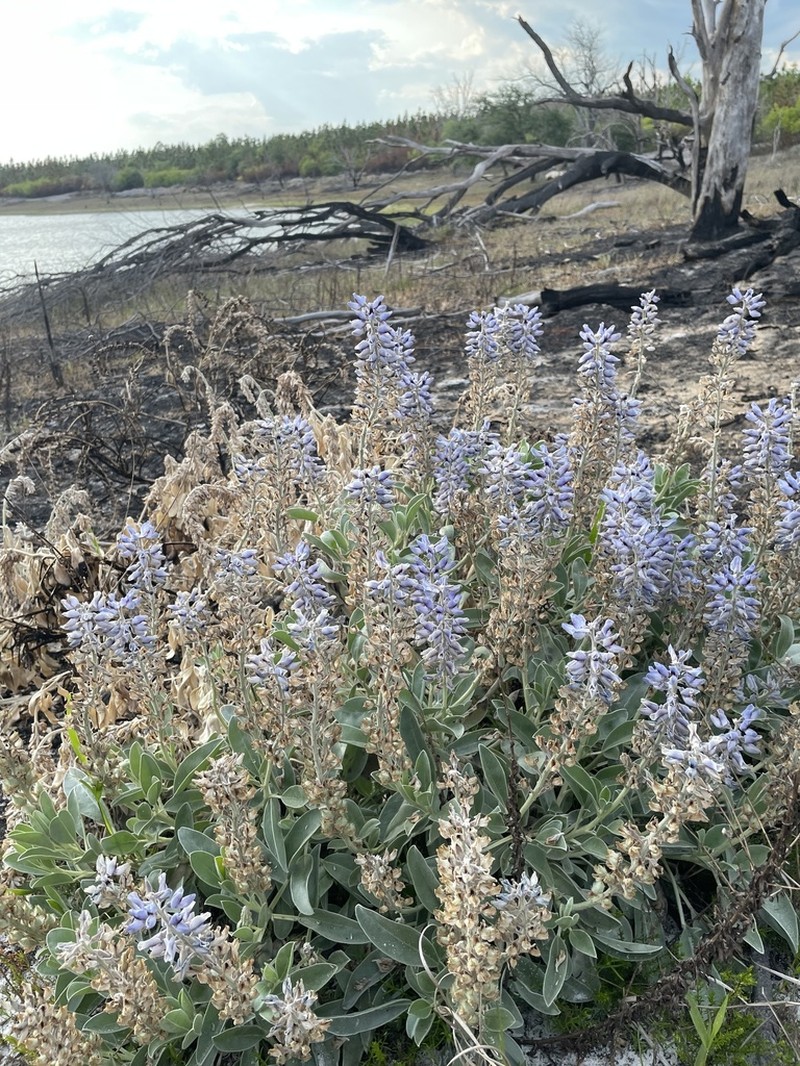 Gulf Coast Lupine photo 7