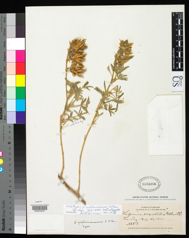 Lupinus williamsianus