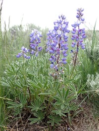 Wyeth's Lupine
