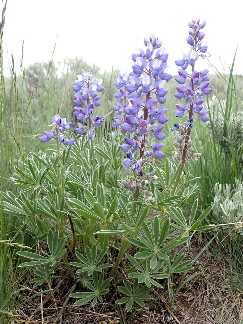 Wyeth's Lupine