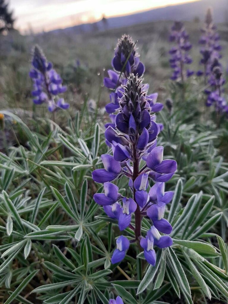 Wyeth's Lupine photo 2