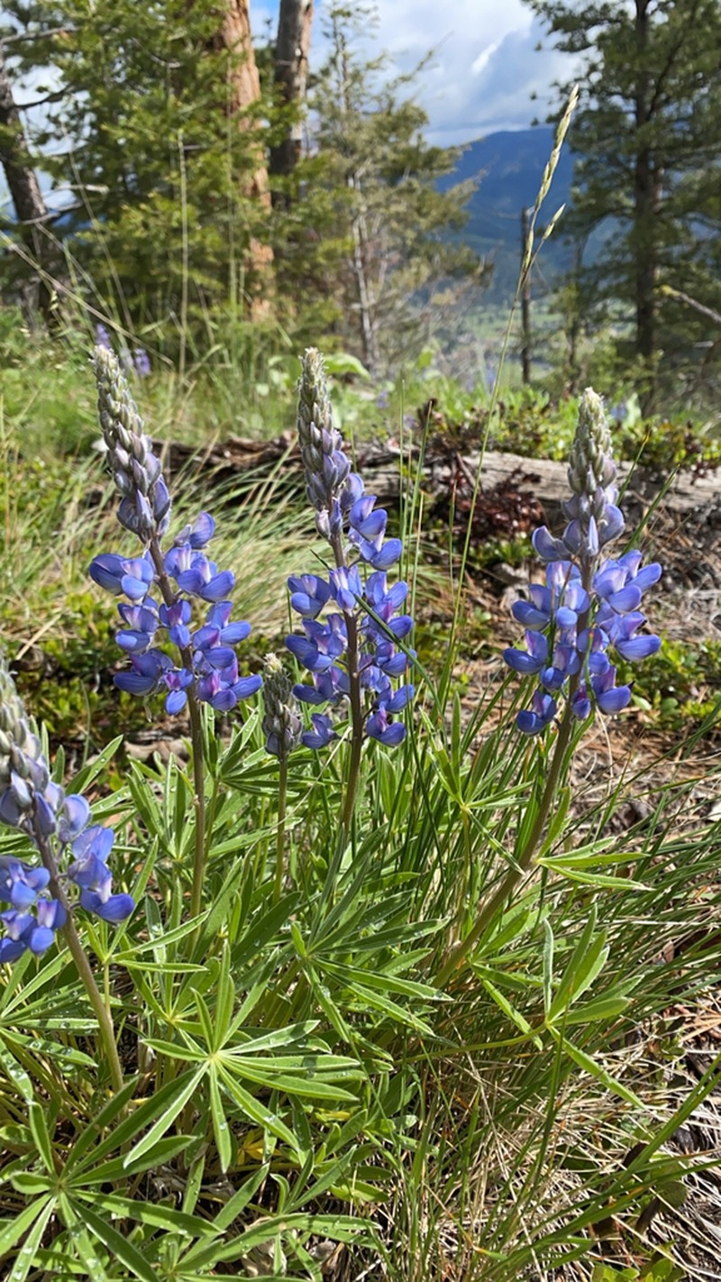 Wyeth's Lupine photo 3