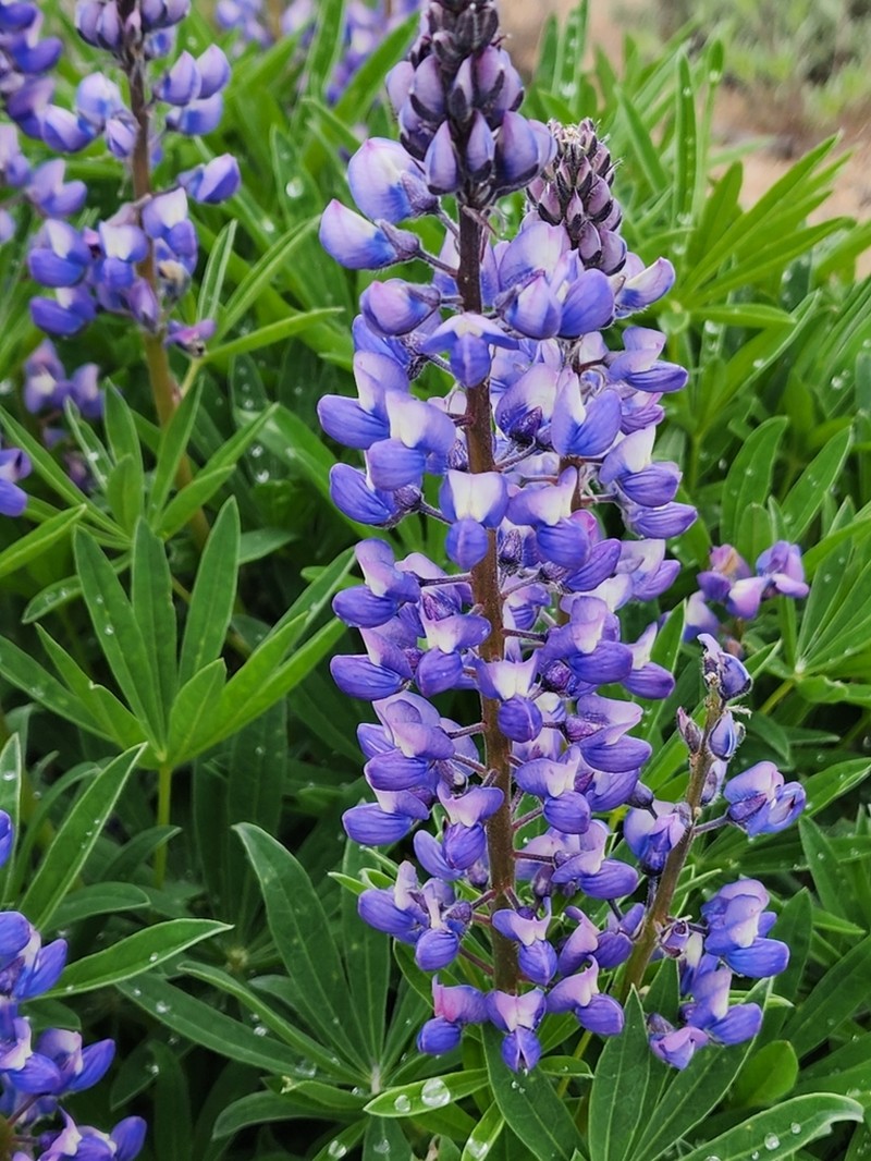 Wyeth's Lupine photo 4