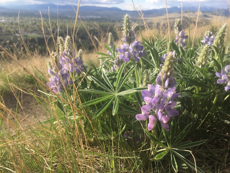 Wyeth's Lupine photo 5
