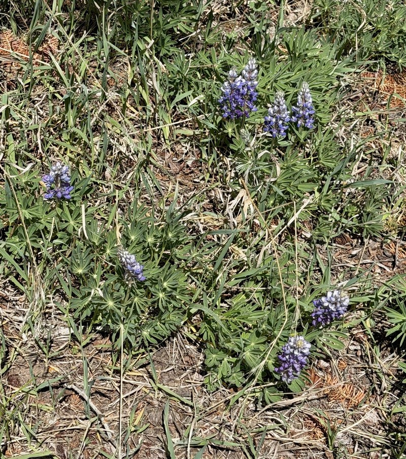Wyeth's Lupine photo 6