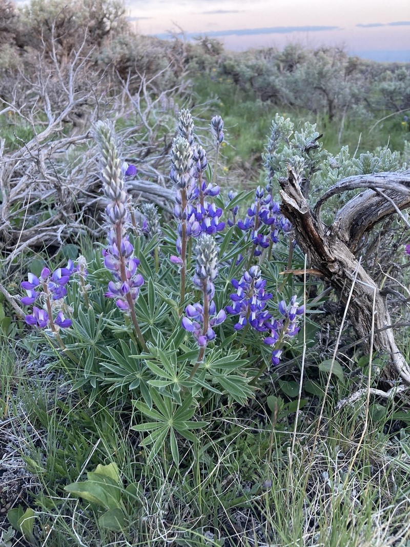 Wyeth's Lupine photo 7