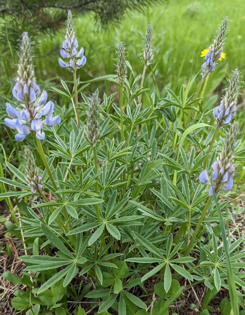 Lupinus wyethii subsp. tetonensis