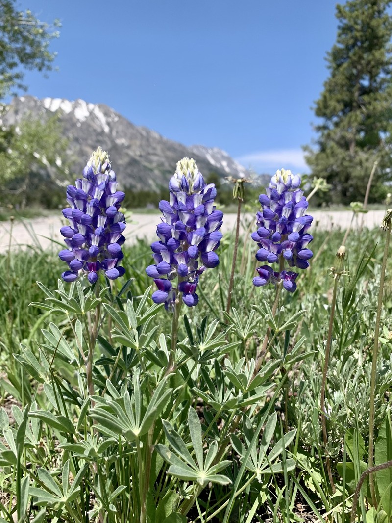 Lupinus wyethii subsp. tetonensis photo 2