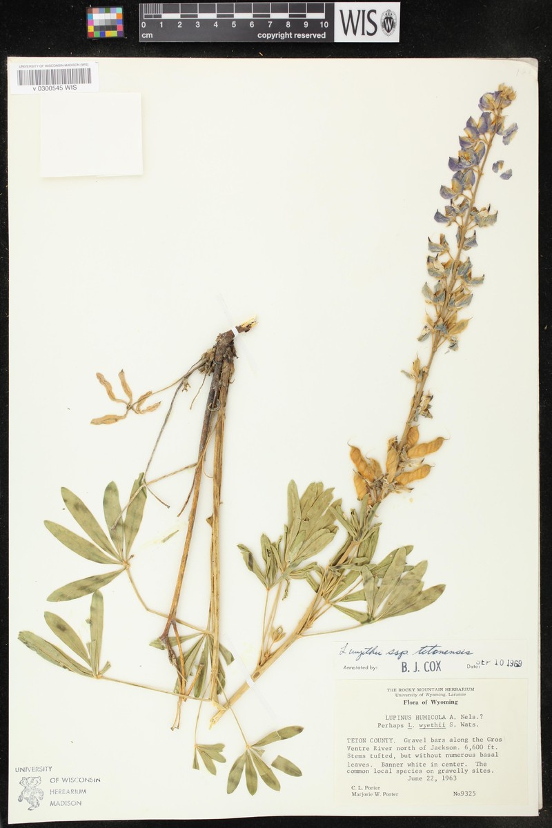 Lupinus wyethii subsp. tetonensis photo 3