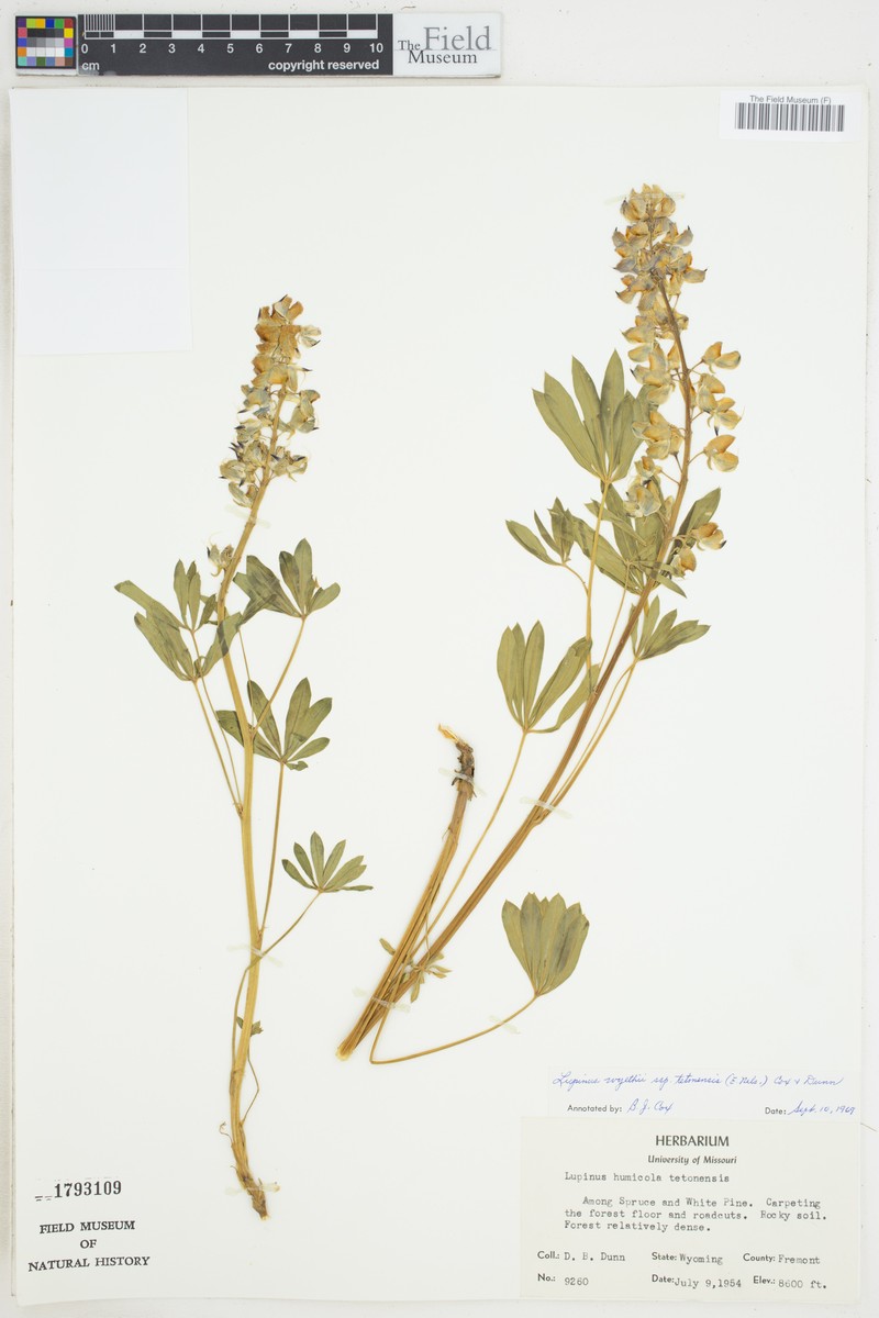 Lupinus wyethii subsp. tetonensis photo 4