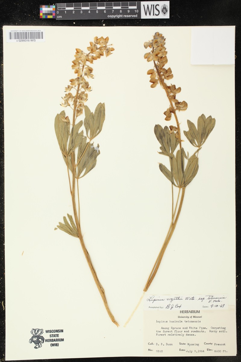 Lupinus wyethii subsp. tetonensis photo 5