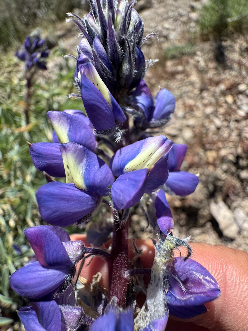 Lupinus wyethii subsp. wyethii