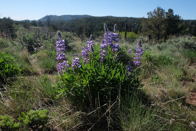 Lupinus wyethii subsp. wyethii photo 2
