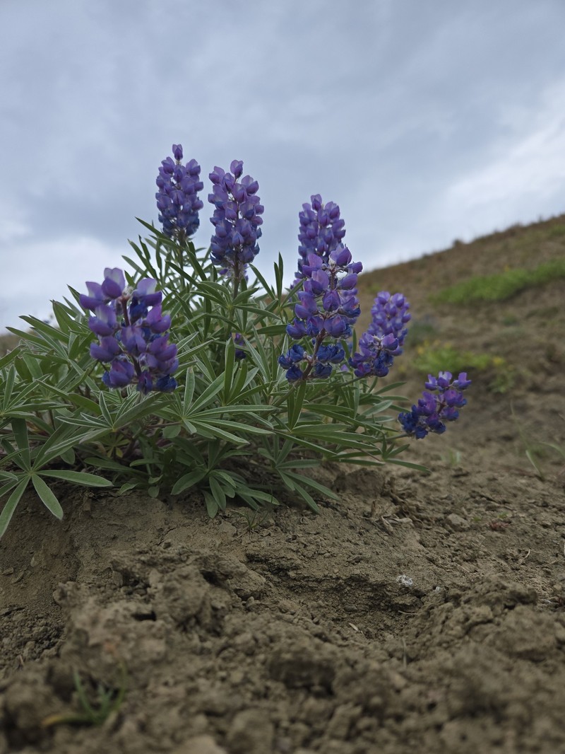 Lupinus wyethii subsp. wyethii photo 3