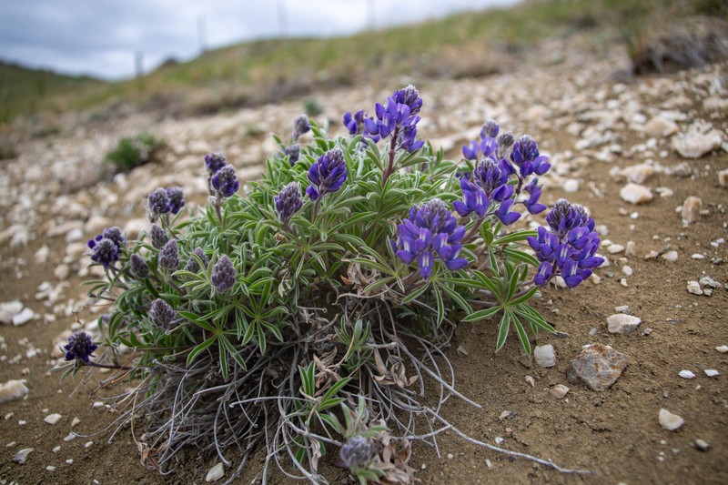 Lupinus wyethii subsp. wyethii photo 4