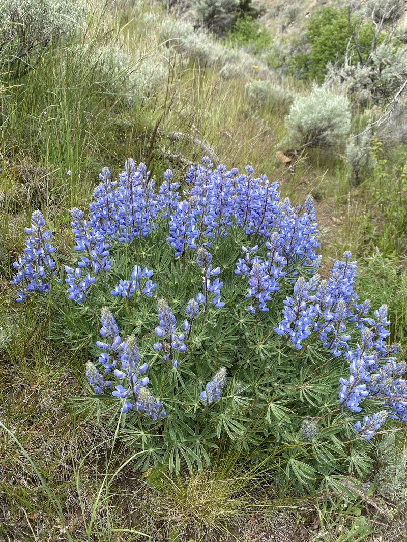 Lupinus wyethii subsp. wyethii photo 5