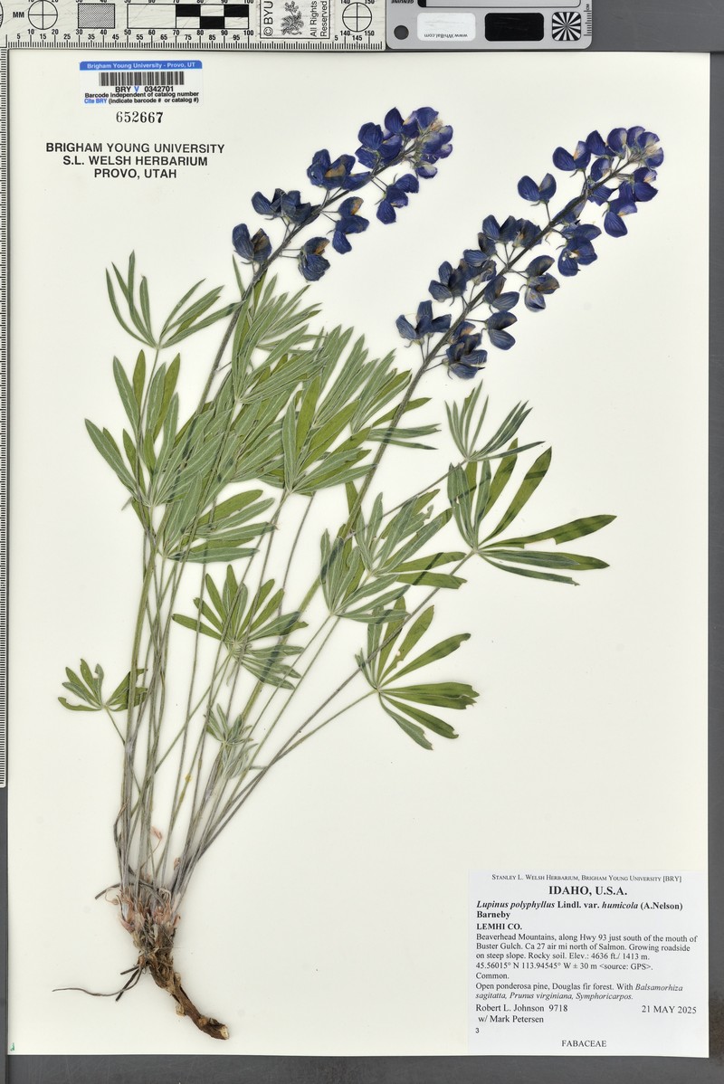 Lupinus wyethii subsp. wyethii photo 6