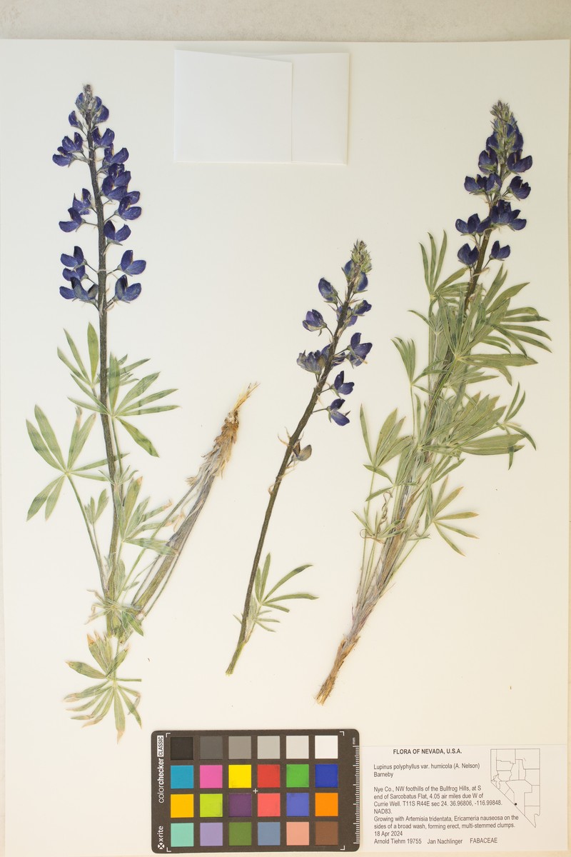 Lupinus wyethii subsp. wyethii photo 7