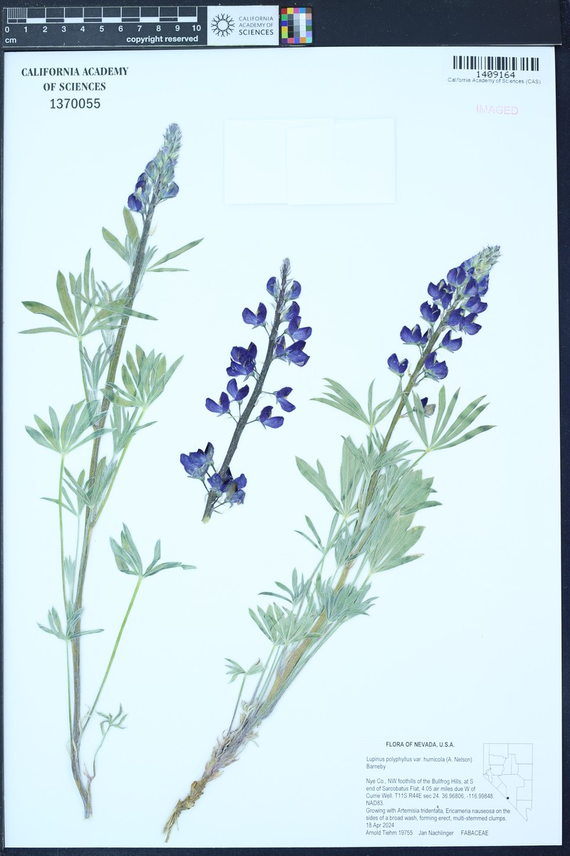 Lupinus wyethii subsp. wyethii photo 8