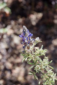 Lupinus xenophytus