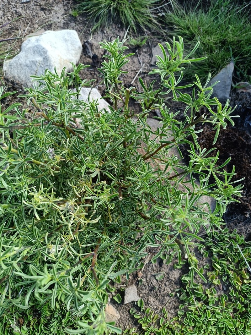 Lupinus xenophytus photo 2