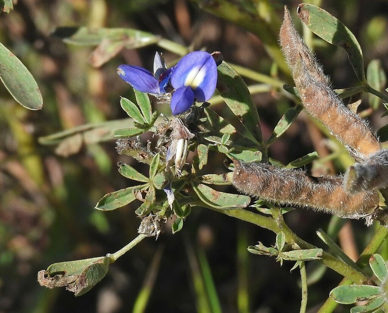 Lupinus xenophytus photo 3