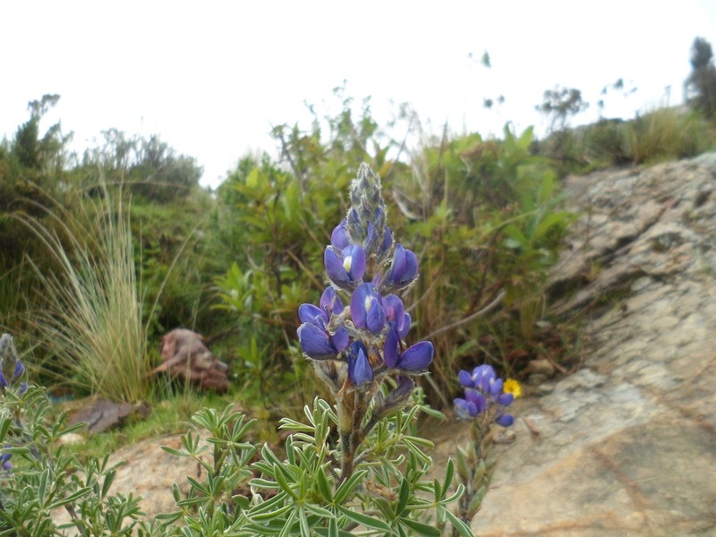 Lupinus xenophytus photo 4