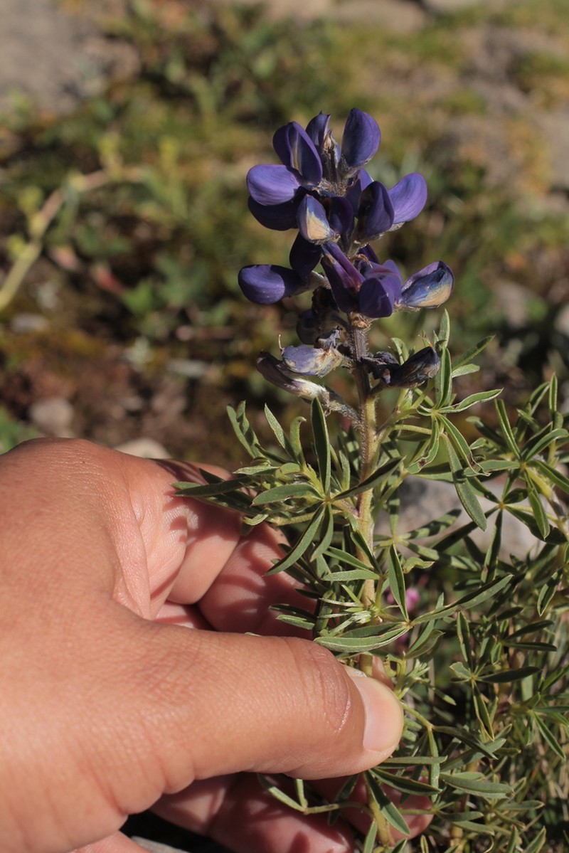 Lupinus xenophytus photo 5