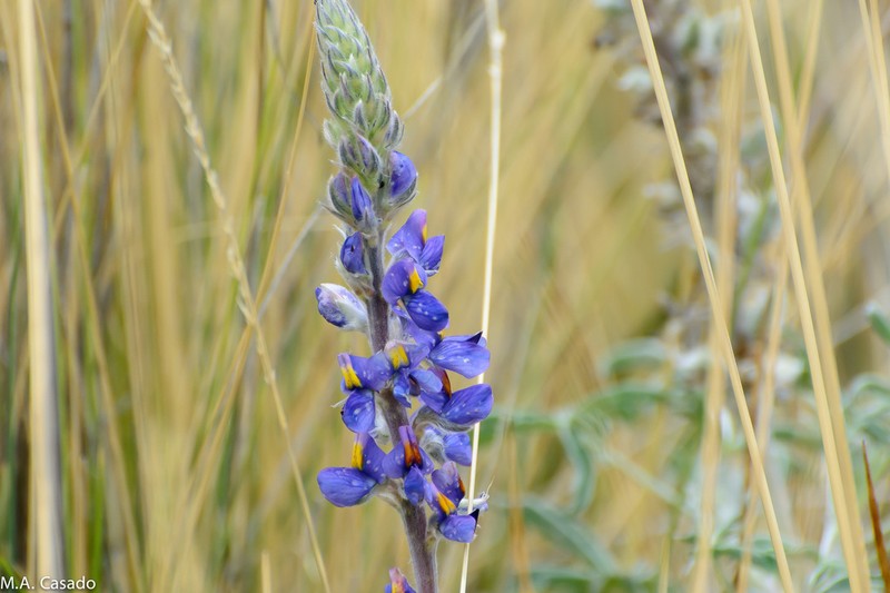 Lupinus xenophytus photo 6