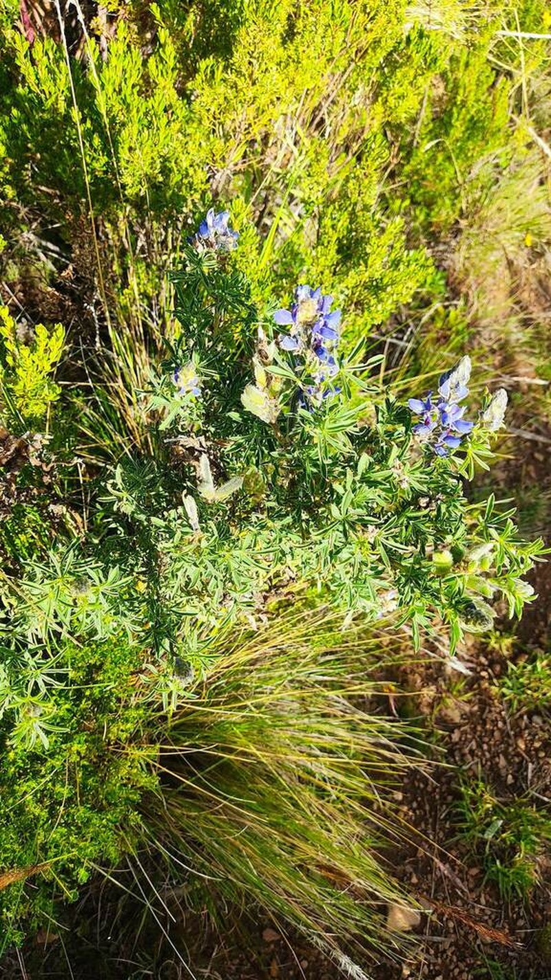 Lupinus xenophytus photo 7