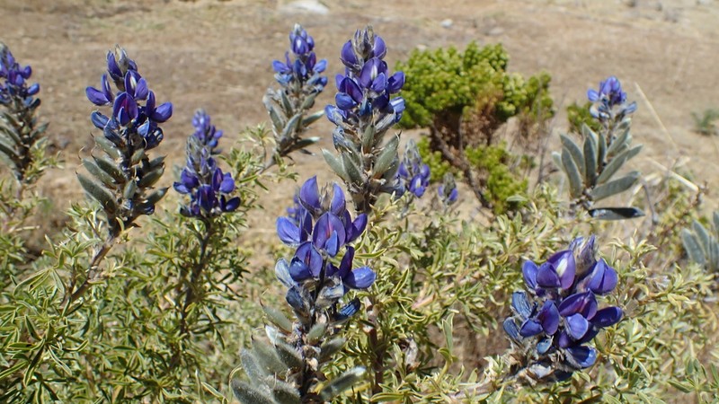 Lupinus xenophytus photo 8