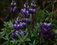 Lupinus ynesiae