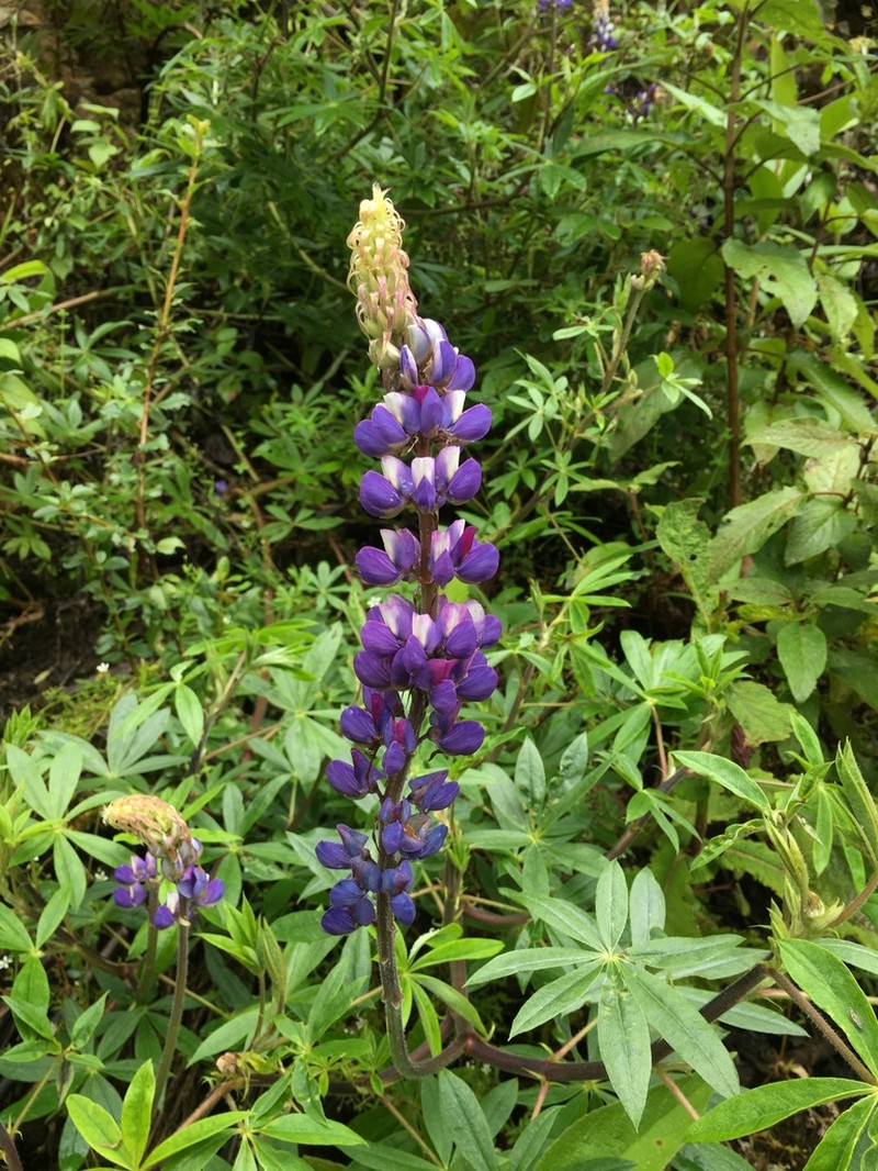 Lupinus ynesiae photo 2