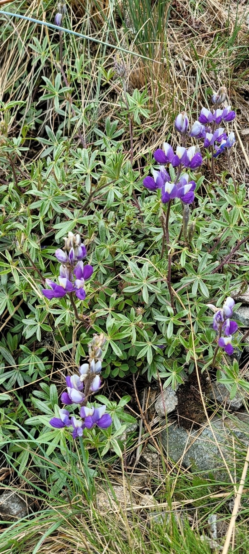 Lupinus ynesiae photo 3