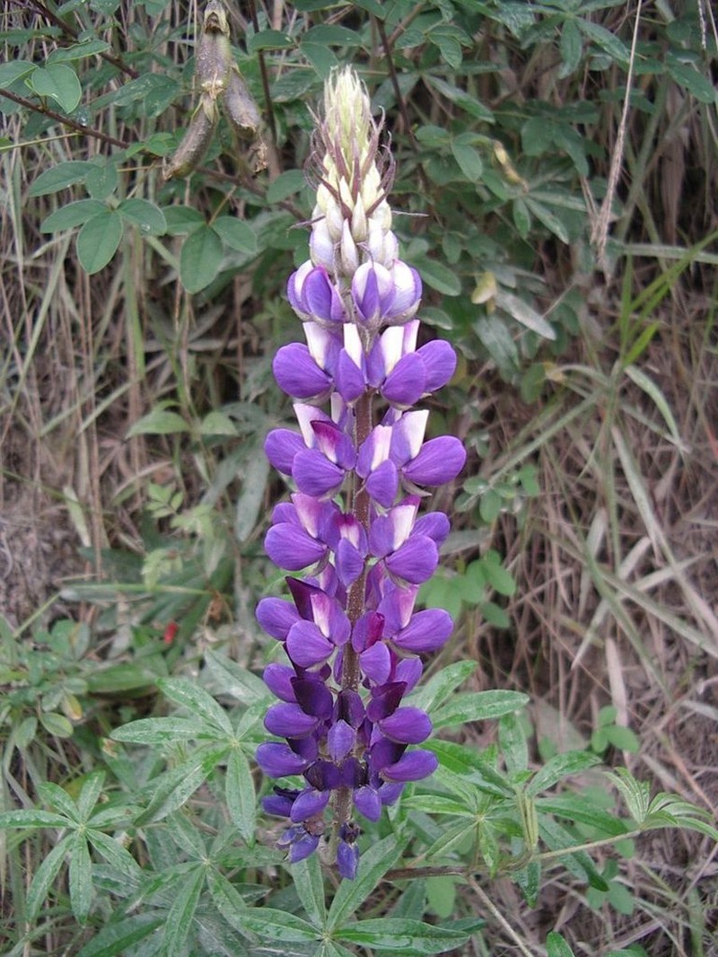 Lupinus ynesiae photo 4