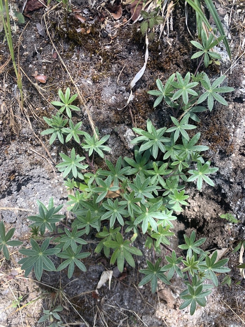 Lupinus ynesiae photo 6