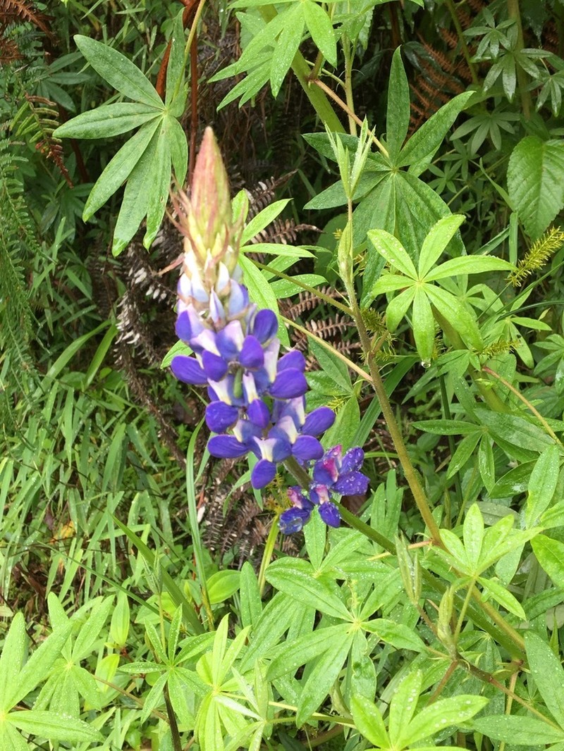 Lupinus ynesiae photo 7