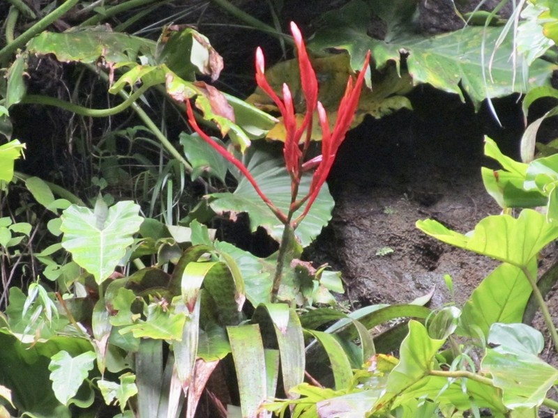 Lutheria glutinosa photo 2