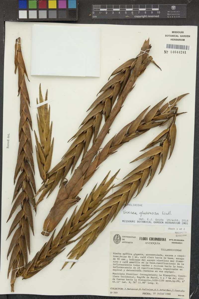 Lutheria glutinosa photo 5