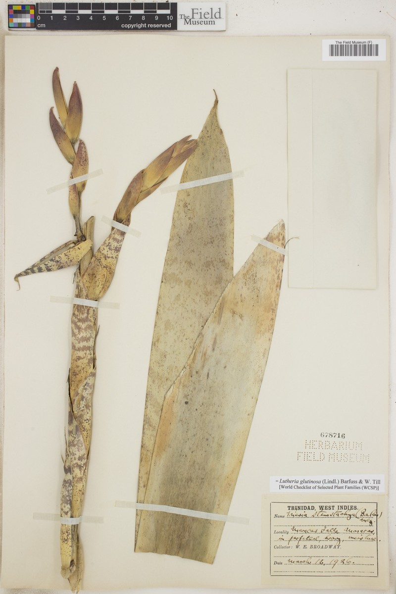 Lutheria glutinosa photo 6