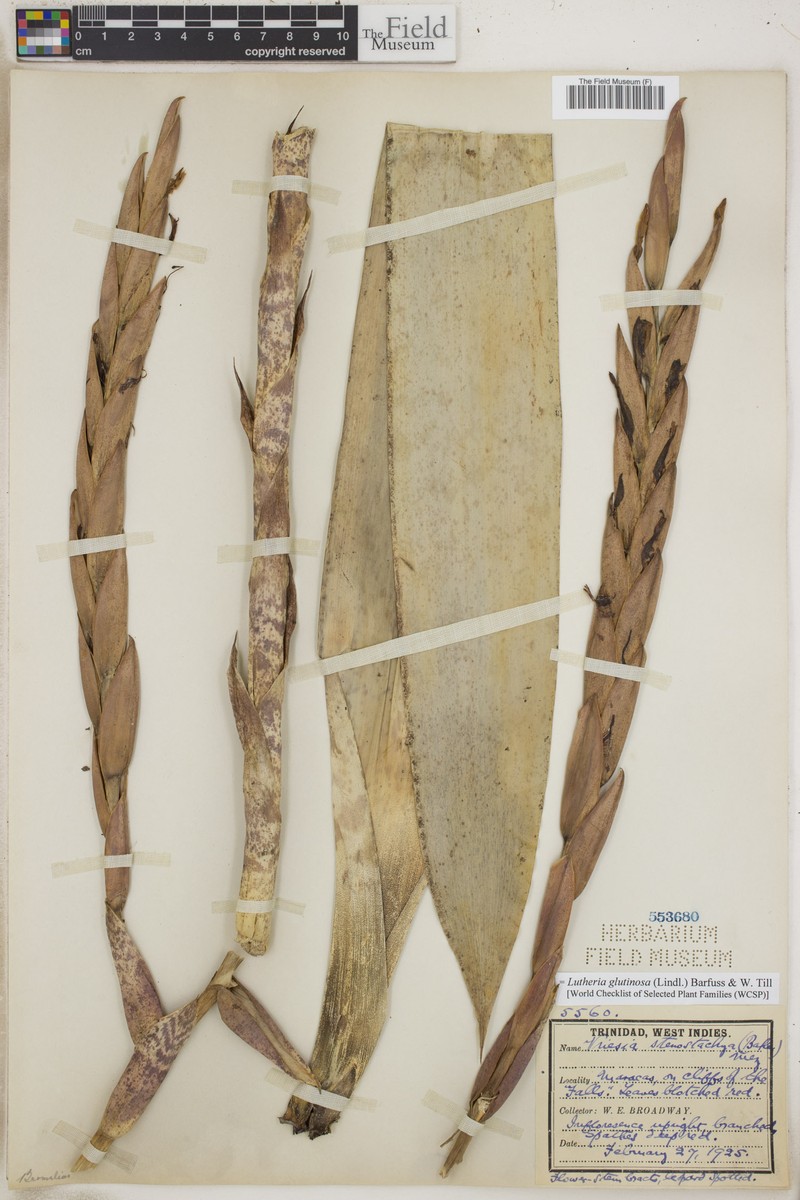 Lutheria glutinosa photo 7