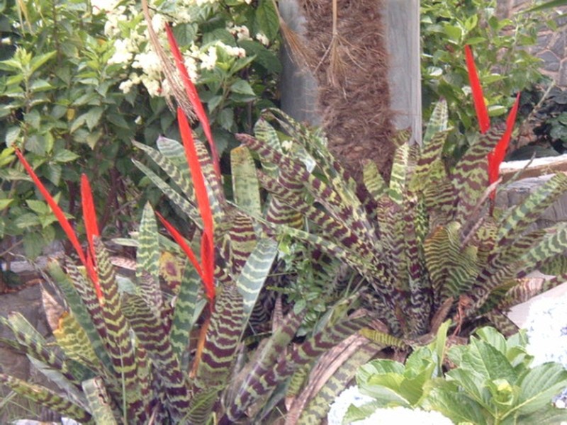 Lutheria glutinosa