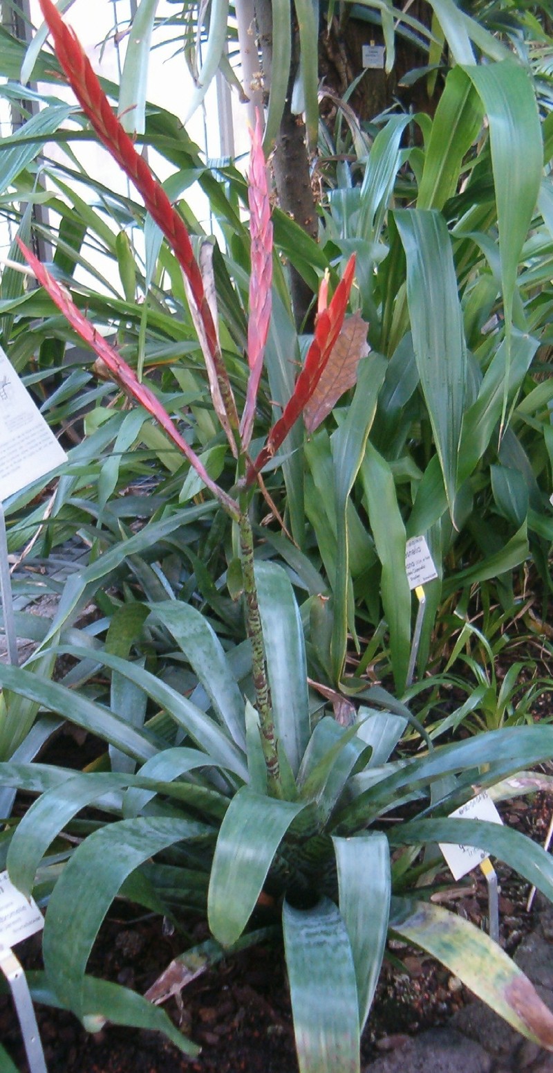 Lutheria glutinosa photo 8