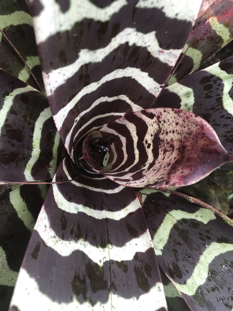 Lutheria splendens